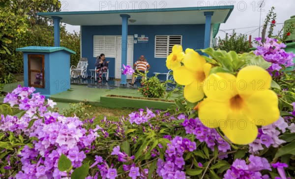 Golden trumpet (Allamanda cathartica) with Casa Particular, private accommodation in Cuba, Viñales, Cuba, Pinar del Río, Cuba, Viñales, Pinar del Río