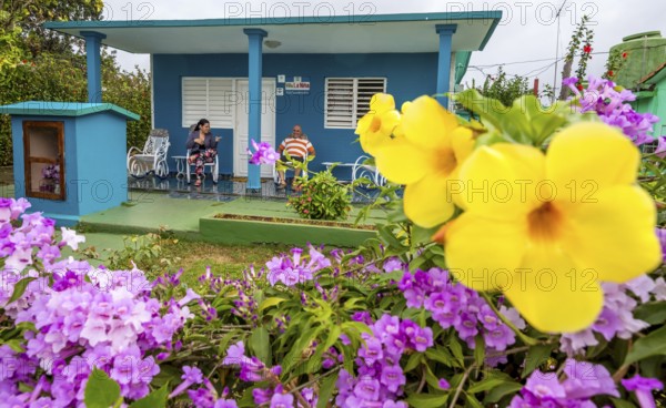 Golden trumpet (Allamanda cathartica) with Casa Particular, private accommodation in Cuba, Viñales, Cuba, Pinar del Río, Cuba, Viñales, Pinar del Río