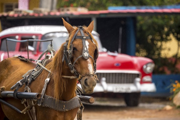 Brown horse in front of vintage car in the streets of Vinales, Viñales, Cuba, Pinar del Río, Cuba, Viñales, Pinar del Río