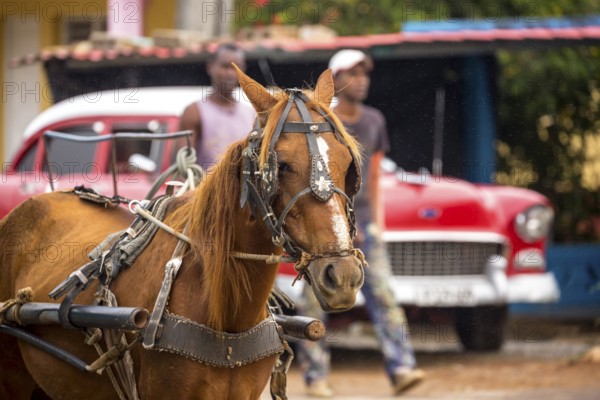 Brown horse in front of vintage car in the streets of Vinales, Viñales, Cuba, Pinar del Río, Cuba, Viñales, Pinar del Río