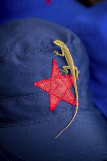 Beige cap with red Soviet star and gecko (Gekkonidae) and Ernesto Che Guevara sticker, La Habana, Cuba, Caribbean, Central America, Cuba, Europe, aerial photo, birds-eyes view, aerial photography, aerial photography, overview, bird's eye view