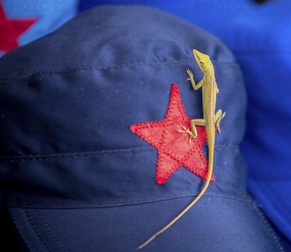 Blue cap with red soviet star and gecko (Gekkonidae), La Habana, Cuba, Caribbean, Central America, Cuba, Europe, aerial view, birds-eyes view, aerial photography, aerial photography, aerial photography, overview, bird's eye view