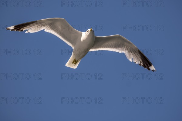 Flying mantled seagull, Larus marinus, spread wings, blue sky, Bakka, Sogn og Fjordane, Norway, Scandinavia, Europe, NOR, travel, tourism, destination, sightseeing, sea voyage, Hurtigruten, Hurtigruten trip, tourism, Norwegian, Scandinavian, tourist, cruise, adventure trip, bird, animal, sea, fjord, flying