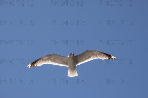 Flying mantled seagull, Larus marinus, spread wings, blue sky, Bakka, Sogn og Fjordane, Norway, Scandinavia, Europe, NOR, travel, tourism, destination, sightseeing, sea voyage, Hurtigruten, Hurtigruten trip, tourism, Norwegian, Scandinavian, tourist, cruise, adventure trip, bird, animal, sea, fjord, flying
