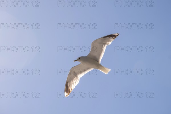 Flying mantled seagull, Larus marinus, spread wings, blue sky, Bakka, Sogn og Fjordane, Norway, Scandinavia, Europe, NOR, travel, tourism, destination, sightseeing, sea voyage, Hurtigruten, Hurtigruten trip, tourism, Norwegian, Scandinavian, tourist, cruise, adventure trip, bird, animal, sea, fjord, flying