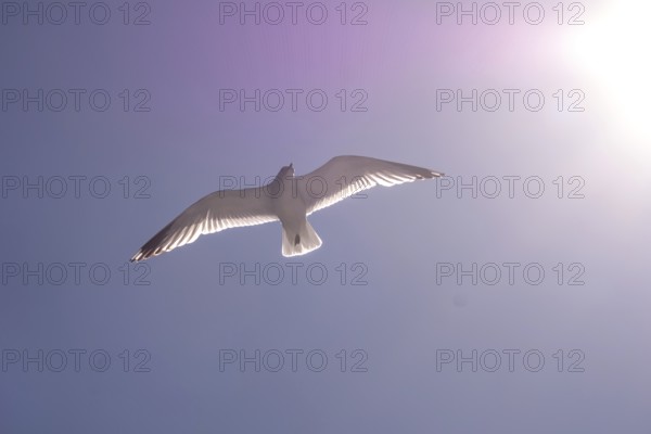 Flying mantled seagull, Larus marinus, spread wings, blue sky, Bakka, Sogn og Fjordane, Norway, Scandinavia, Europe, NOR, travel, tourism, destination, sightseeing, sea voyage, Hurtigruten, Hurtigruten trip, tourism, Norwegian, Scandinavian, tourist, cruise, adventure trip, bird, animal, sea, fjord, flying