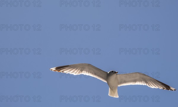 Flying mantled seagull, Larus marinus, spread wings, blue sky, Bakka, Sogn og Fjordane, Norway, Scandinavia, Europe, NOR, travel, tourism, destination, sightseeing, sea voyage, Hurtigruten, Hurtigruten trip, tourism, Norwegian, Scandinavian, tourist, cruise, adventure trip, bird, animal, sea, fjord, flying