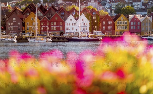 Colourful row of houses in the harbour of the city of Bergen, sailing ships, Hordaland, Norway, Scandinavia, Europe, Bergen, NOR, travel, tourism, destination, sightseeing, sea voyage, Hurtigruten, Hurtigruten trip, tourism, Norwegian, Scandinavian, tourist, cruise, adventure trip, shipping, sailing, trees, flowers, pink flowers