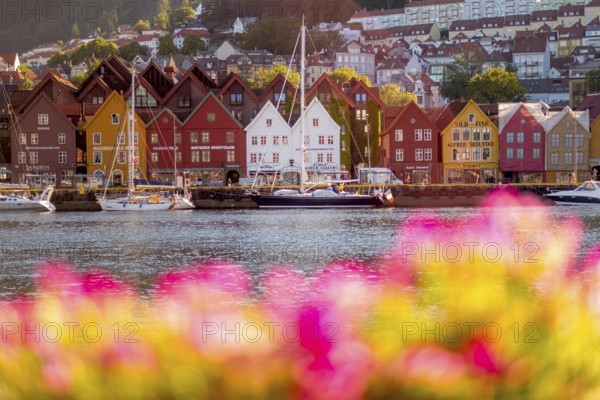 Colourful row of houses in the harbour of the city of Bergen, sailing ships, Hordaland, Norway, Scandinavia, Europe, Bergen, NOR, travel, tourism, destination, sightseeing, sea voyage, Hurtigruten, Hurtigruten trip, tourism, Norwegian, Scandinavian, tourist, cruise, adventure trip, shipping, sailing, trees, flowers, pink flowers