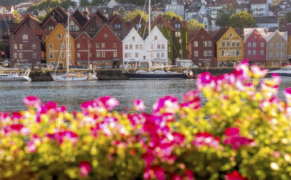Colourful row of houses in the harbour of the city of Bergen, sailing ships, Hordaland, Norway, Scandinavia, Europe, Bergen, NOR, travel, tourism, destination, sightseeing, sea voyage, Hurtigruten, Hurtigruten trip, tourism, Norwegian, Scandinavian, tourist, cruise, adventure trip, shipping, sailing, trees, flowers, pink flowers