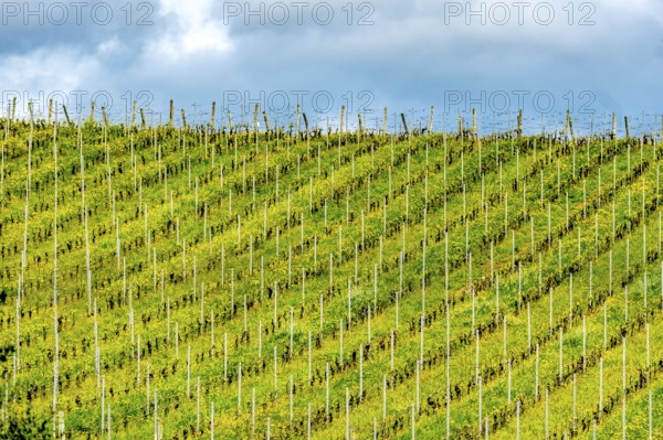 Sardinia, Azienda Vitivinicola, Winery and vineyards, Coddu Vecchiu, Arzachena, Europe, Province of Sassari, Italy, agriculture, cultivation, view, soil, hill, cultivated, culture, landscape, farming, nature, outdoor, panorama, plants, production site, vines, region, sightseeing, summer, sun, scenic, daylight, tourism, tradition, grapes, vineyards, vineyards, winery, wine production, wine tourism, wine industry, winery, historical, Italian, rural, Mediterranean