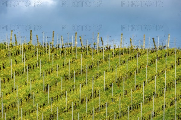 Sardinia, Azienda Vitivinicola, winery and vineyards, Coddu Vecchiu, Arzachena, Europe, Province of Sassari, Italy, farmland, agriculture, cultivation, grape harvest, fermentation, hills, cellar, heritage, landscape, farming, nature, olive trees, panoramic view, vines, rows, sightseeing, terroir, tourism, tradition, tasting, viticulture, vineyards, wine bottles, wine region, winery, grape harvest, wine production, wine region, grapes, winegrower, rural, picturesque, Mediterranean, sunlit, touristic