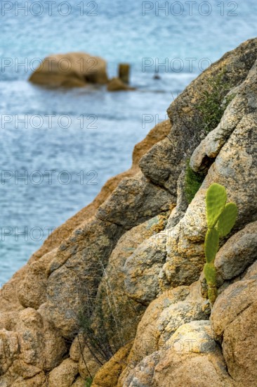 Sardinia, rocky coastal landscape and sea, prickly pear cactus (opuntia ficus-indica), Porto Cervo, Arzachena, Europe, Province of Sassari, Italy, architecture, view, village, relaxation, prickly pear, rocks, harbour, harbour town, cactus plant, coast, landscape, sea, nature, Opuntia ficus-indica, panorama, plants, Porto Cervo, destination, worth seeing, sights, sightseeing, summer, tourism, holiday, holiday resort, water, charming, Italian, picturesque, Mediterranean, Mediterranean flora, sunny, stony coastal landscape, vegetation