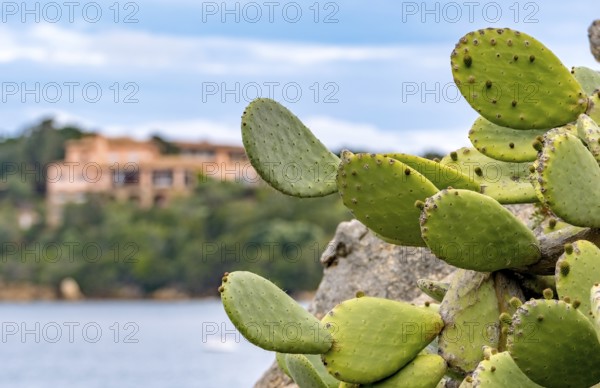 Sardinia, cactus plant prickly pear (opuntia ficus-indica), worth seeing harbour town Porto Cervo, Arzachena, Europe, province Sassari, Italy, architecture, prickly pear, flora, harbour, harbour town, island, cactus plant, climate, coast, landscape, nature, Opuntia ficus-indica, plants, Porto Cervo, travel, sightseeing, urban, succulents, tourism, holiday, botanical, picturesque, Mediterranean, summery, vegetation