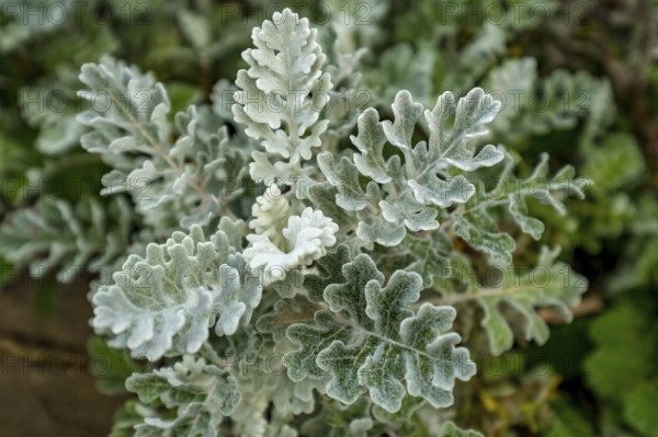 Sardinia, silver ragwort (jacobaea maritima), also silver ragwort, flower plant, Arzachena, Europe, Sassari province, Italy, flower, leaves, leaf structure, botany, field, flora, garden, horticulture, herbs, landscape, vividness, nature, outdoor, plant, sightseeing, silver ragwort, tourism, environment, growth, silver ragwort, wild plant, ornamental plant, botanical details, jacobaea maritima, mediterranean, silvery, summery, sunny, vegetation