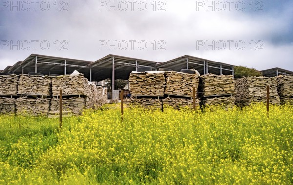 Sardinia, storage place wood pile in front of green meadow with yellow flowers, production of wine corks and garments, Tempio, Calangianus, Europe, Province of Sassari, Italy, outdoor shot, blossoms, village, flora, handicraft, production, wood, wood production, wood pile, industry, garments, cork, storage place, landscape, agriculture, nature, production, region, resources, raw materials, sightseeing, summer, sun, day, textiles, tourism, tradition, environment, environment, wine cork, meadow, economy, peaceful, yellow flowers, green meadow, Italian, rural, Mediterranean, vegetation