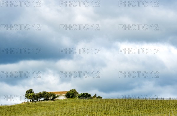 Sardinia, Azienda Vitivinicola, winery and vineyards, blue sky, Coddu Vecchiu, Arzachena, Europe, Province of Sassari, Italy, cultivation, architecture, harvest, distance, open air, building, hill, heritage, landscape, agriculture, farm, nature, olive trees, panorama, rows of vines, travel, sightseeing, sunshine, tourism, dry stone wall, viticulture, vineyards, winery, wine tasting, wine production, grapevines, wine varieties, rural, Mediterranean, traditional