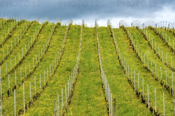 Sardinia, Azienda Vitivinicola, Winery and vineyards, Sky and clouds, Coddu Vecchiu, Arzachena, Europe, Province of Sassari, Italy, Agriculture, Architecture, View, Exterior view, Fields, Buildings, Green, Sky, Hills, Idyllic, Landscape, Agriculture, nature, panorama, plants, vine, vine, vine rows, region, sightseeing, summer, tourism, tradition, growth cycle, viticulture, vineyards, winery, wine production, vines, clouds, peaceful, geographical, agricultural, rural, Mediterranean