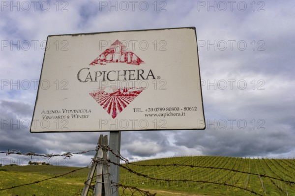 Sardinia, Azienda Vitivinicola, winery and vineyards, Coddu Vecchiu, Arzachena, Europe, province of Sassari, Italy, cultivation, architecture, relaxation, harvest, hills, landscape, agriculture, nature, panorama, production, vines, Sardinians, beauty, sightseeing, terraces, tourism, grapes, vinification, vineyards, vineyards, wine fields, wine bottles, winery, wine production, wine cellar, wine tasting, wine production, vines, winemaker, Italian, rural, Mediterranean, traditional