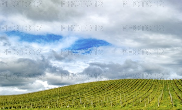 Sardinia, Azienda Vitivinicola, winery and vineyards, sky and clouds, Coddu Vecchiu, Arzachena, Europe, Province of Sassari, Italy, agriculture, cultivation, architecture, outdoor, esplanade, holiday, flora, sky, hill, climate type, culture, heritage, landscape, agriculture, nature, panorama, vines, sightseeing, daylight, tourism, grapes, environment, viticulture, vineyards, winery, wine production, meadow, clouds, rural, picturesque, Mediterranean, Mediterranean landscape, regional identity, quiet