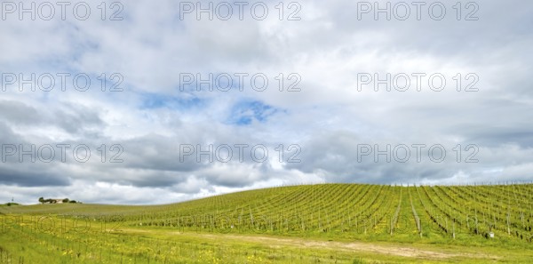Sardinia, Azienda Vitivinicola, winery and vineyards, sky and clouds, Coddu Vecchiu, Arzachena, Europe, Province of Sassari, Italy, architecture, autonomous region, outdoor, fields, sky, hills, idyllic, climate, cultural heritage, landscape, agriculture, nature, panorama, vines, travel, sightseeing, scene, tourism, viticulture, viticulture, vineyards, winery, wine houses, wine production, clouds, peaceful, agricultural, rural, Mediterranean, traditional