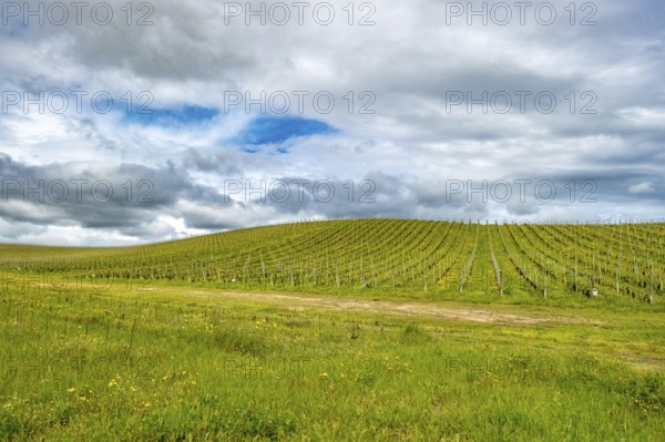 Sardinia, Azienda Vitivinicola, winery and vineyards, sky and clouds, Coddu Vecchiu, Arzachena, Europe, Province of Sassari, Italy, growing area, view, outdoor, recreation, harvest, pleasure, sky, hills, culture, country, landscape, agriculture, nature, panorama, vines, region, sightseeing, summer, tourism, grapes, grape growing, vineyards, winery, wine production, winery, clouds, European, peaceful, Italian, rural, picturesque, vegetation