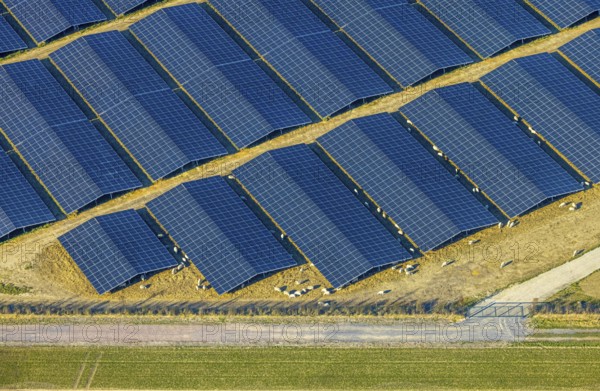 Aerial view, solar park photovoltaic plant Sternweg, grazing sheep, Hattrop, Soest, Soester Börde, North Rhine-Westphalia, Germany, DE, Europe, photovoltaic, aerial view, aerial photography, aerial photography, photovoltaic plant, solar, solar plant, solar roof, solar energy, solar panel, solar park, solar power plant, overview, bird's eye view, birds-eyes view, overview