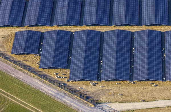 Aerial view, solar park photovoltaic plant Sternweg, grazing sheep, Hattrop, Soest, Soester Börde, North Rhine-Westphalia, Germany, DE, Europe, photovoltaic, aerial view, aerial photography, aerial photography, photovoltaic plant, solar, solar plant, solar roof, solar energy, solar panel, solar park, solar power plant, overview, bird's eye view, birds-eyes view, overview