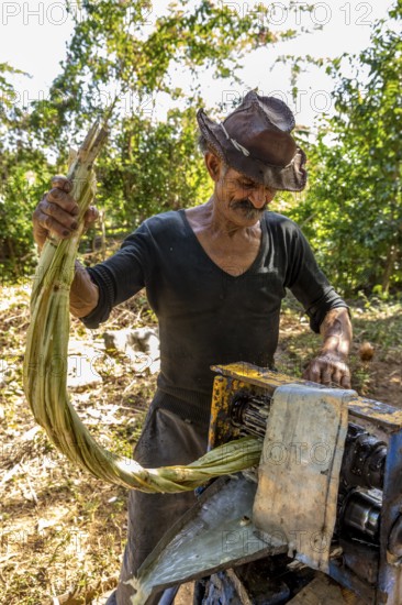 Sugar cane plantation with sugar cane farmer pressing sugar cane juice with a blue mechanical sugar cane press, Valle de los Ingenios, Trinidad, Cuba, Sancti Spíritus, Cuba, Sancti Spíritus