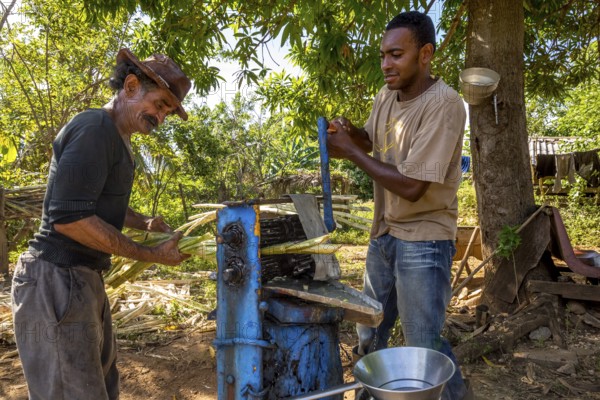 Sugar cane plantation with sugar cane farmers pressing sugar cane juice with a blue mechanical sugar cane press, Valle de los Ingenios, Trinidad, Cuba, Sancti Spíritus, Cuba, Sancti Spíritus