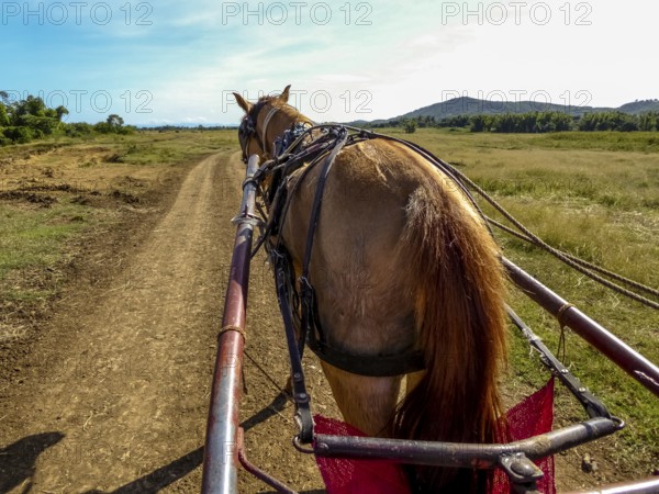 Horseback with drawbar of a single carriage in Valle de los Ingenios, Trinidad, Cuba, Sancti Spíritus, Cuba