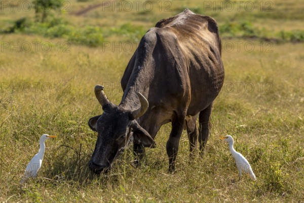 Cattle with cattle egrets Valle de los Ingenios, Trinidad, Cuba, Sancti Spíritus, Cuba, Sancti Spíritus
