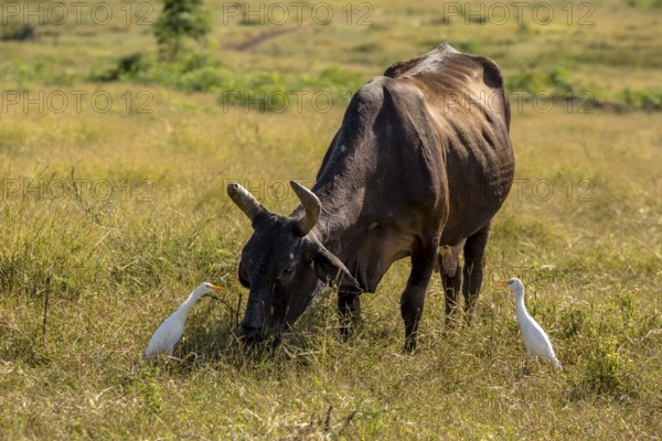 Cattle with cattle egrets Valle de los Ingenios, Trinidad, Cuba, Sancti Spíritus, Cuba, Sancti Spíritus