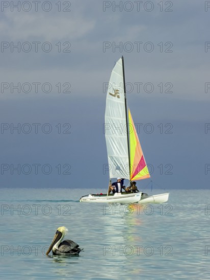 Sailing boat with pelican at the harbour of the hotel PARADISUS VARADERO RESORT SPA, Varadero, Cuba, Matanzas, Cuba, Central America