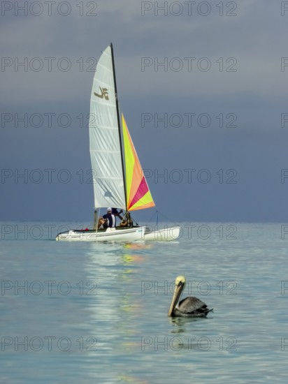 Sailing boat with pelican at the harbour of the hotel PARADISUS VARADERO RESORT SPA, Varadero, Cuba, Matanzas, Cuba, Central America