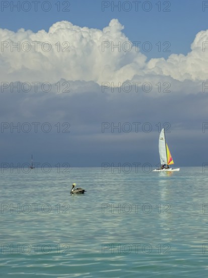 Sailing boat with pelican at the harbour of the hotel PARADISUS VARADERO RESORT SPA, Varadero, Cuba, Matanzas, Cuba, Central America