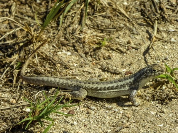 Lizard, Varadero, Cuba, Matanzas, Cuba, Central America