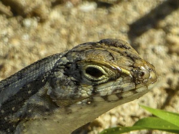 Lizard, Varadero, Cuba, Matanzas, Cuba, Central America