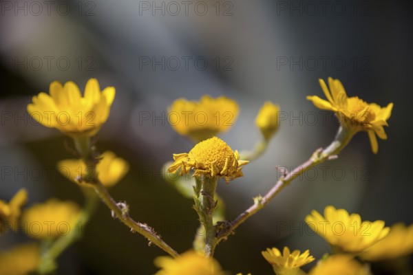 Yellow flowers, Cabo da Roca, westernmost point of the continent of Europe, Lisbon coast, São João das Covas, Lisbon district, Portugal