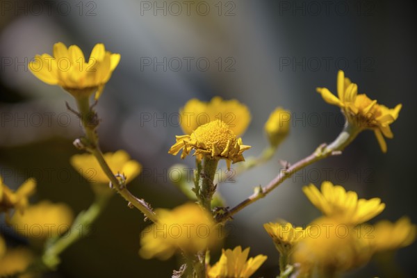 Yellow flowers, Cabo da Roca, westernmost point of the continent of Europe, Lisbon coast, São João das Covas, Lisbon district, Portugal