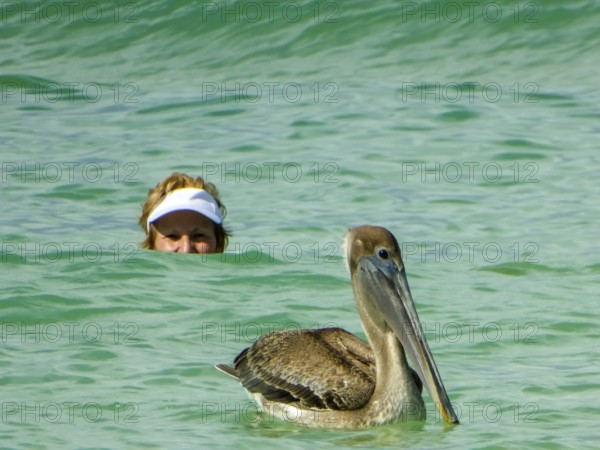 Pelicans on the beach of Varadero, Cuba, Matanzas, Cuba, Central America