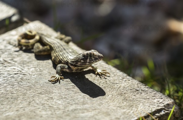 Lizard, Hotel PARADISUS VARADERO RESORT SPA Varadero, Cuba, Matanzas, Cuba, Central America, Varadero