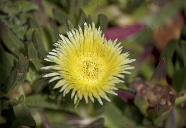 Edible noonday flower, also known as yellow noonday flower, horse fig, Hottentot fig or witch's finger (Carpobrotus edulis), Cabo da Roca lighthouse, westernmost point of the continent of Europe, Lisbon coast, São João das Covas, Lisbon district, Portugal