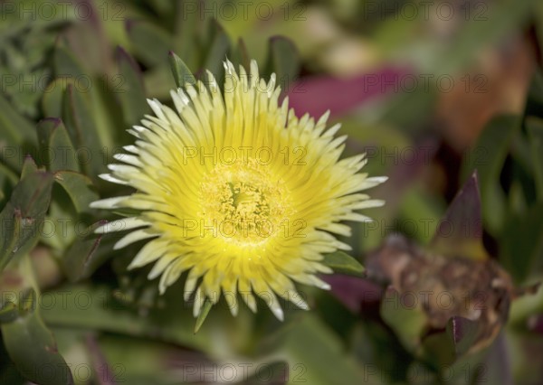 Edible noonday flower, also known as yellow noonday flower, horse fig, Hottentot fig or witch's finger (Carpobrotus edulis), Cabo da Roca lighthouse, westernmost point of the continent of Europe, Lisbon coast, São João das Covas, Lisbon district, Portugal