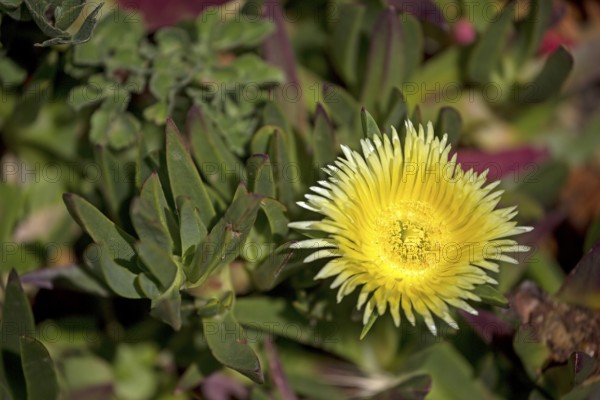 Edible noonday flower, also known as yellow noonday flower, horse fig, Hottentot fig or witch's finger (Carpobrotus edulis), Cabo da Roca lighthouse, westernmost point of the continent of Europe, Lisbon coast, São João das Covas, Lisbon district, Portugal