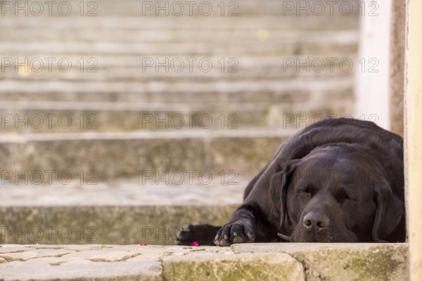 Sleeping dog in the alleys of Sintra, On the steps of the alleys, Lisbon, Lisbon, Portugal