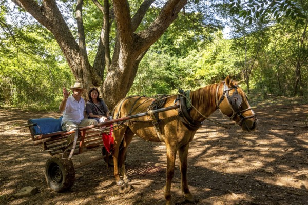 Tourists on a horse-drawn carriage ride in the Valle de los Ingenios, Trinidad, Cuba, Sancti Spíritus, Cuba, Villa Clara