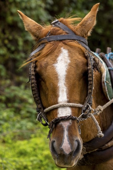 Cuban horse, horse head, Valle de los Ingenios, Trinidad, Cuba, Sancti Spíritus, Cuba, Sancti Spíritus