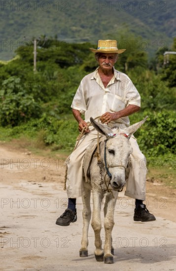 Old Cuban bear on a donkey mule with hat in Valle de los Ingenios, Trinidad, Cuba, Sancti Spíritus, Cuba