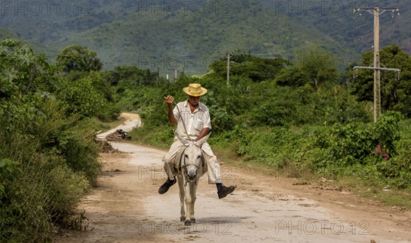Old Cuban bear on a donkey mule with hat in Valle de los Ingenios, Trinidad, Cuba, Sancti Spíritus, Cuba